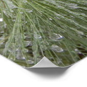 Ice Covered Pine Poster (Hoek)
