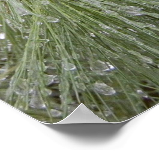 Ice Covered Pine Poster (Hoek)