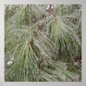 Ice Covered Pine Poster (Voorkant)