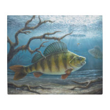 Ice Fishing for Perch