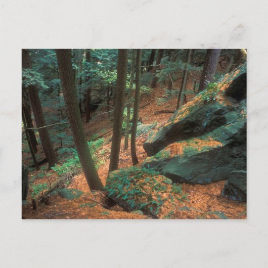 Ice Glen Ravine Briefkaart (Voorkant)