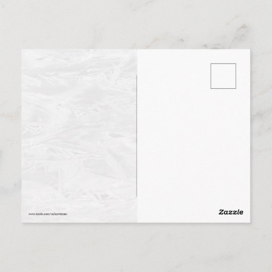  Ice Not ICE Briefkaart (Achterkant)