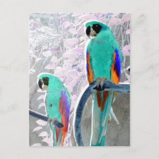 Ice Parrots Briefkaart
