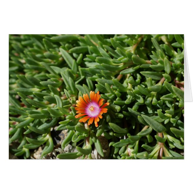 Ice Plant, Edgewood NM (Voorkant Horizontaal)