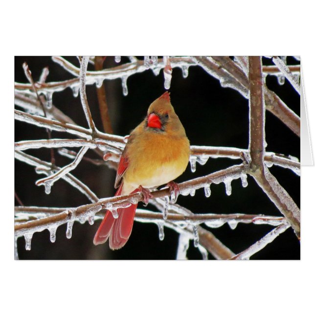 Ice Princess (Voorkant Horizontaal)