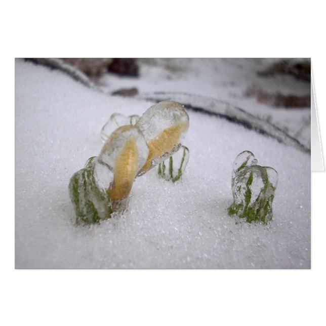 Ice-Storm 2003 (Voorkant Horizontaal)