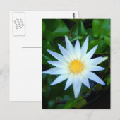 Iceblue Water Lily Briefkaart (Voorkant / Achterkant)