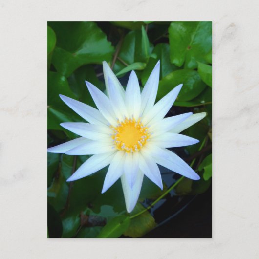 Iceblue Water Lily Briefkaart (Voorkant)