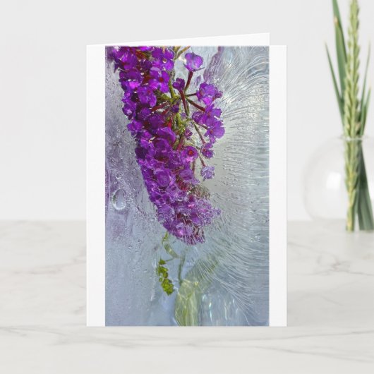 Iced Black Knight Butterfly Struik, Kaart (Voorkant)