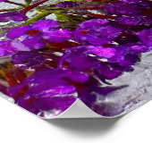 Iced Black Knight Butterfly Struik, Poster (Hoek)