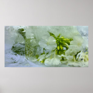 Iced Blossoms, Poster