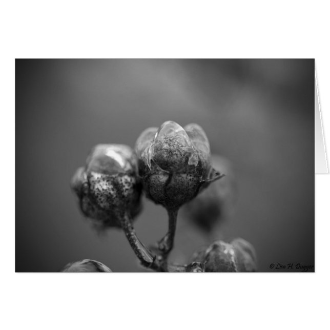 Iced Cverkratle Myrtle Card (Voorkant Horizontaal)