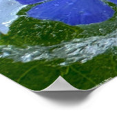 Iced Phlox Poster (Hoek)