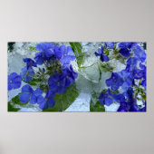 Iced Phlox Poster (Voorkant)