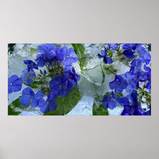 Iced Phlox Poster (Voorkant)