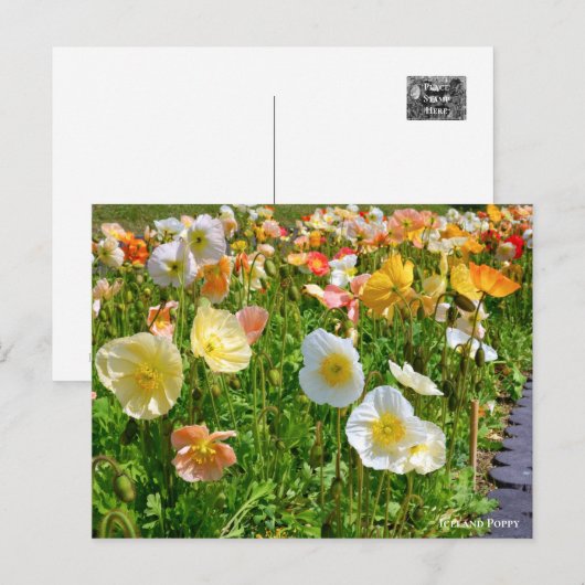 Iceland Poppy Briefkaart (Voorkant / Achterkant)