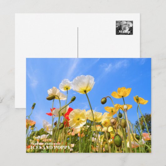 Iceland Poppy Briefkaart (Voorkant / Achterkant)