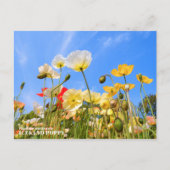 Iceland Poppy Briefkaart (Voorkant)