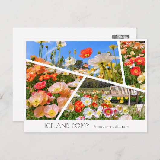 Iceland Poppy Briefkaart (Voorkant / Achterkant)