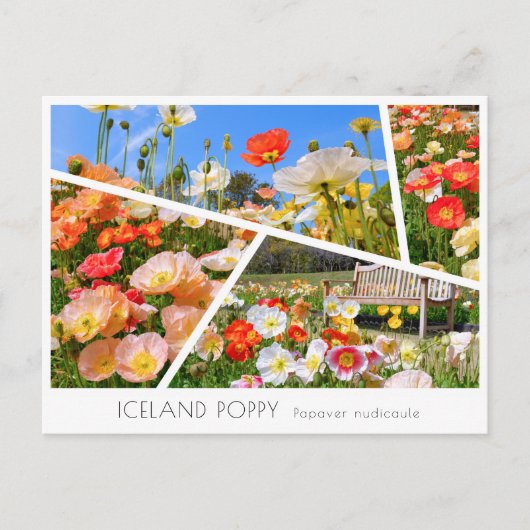 Iceland Poppy Briefkaart (Voorkant)