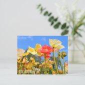 Iceland Poppy Briefkaart (Staand voorkant)