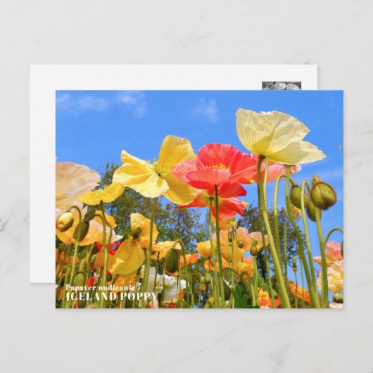 Iceland Poppy Briefkaart (Voorkant / Achterkant)