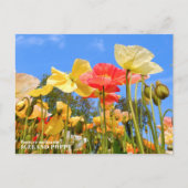 Iceland Poppy Briefkaart (Voorkant)