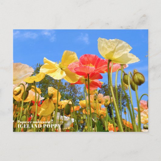 Iceland Poppy Briefkaart (Voorkant)
