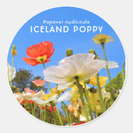 Iceland Poppy Ronde Sticker