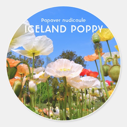 Iceland Poppy Ronde Sticker (Voorkant)