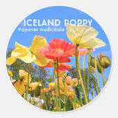 Iceland Poppy Ronde Sticker (Voorkant)