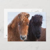 Icelandic Horse during winter on Iceland Briefkaart (Voorkant / Achterkant)