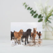 Icelandic Horse during winter on Iceland Briefkaart (Staand voorkant)