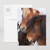 Icelandic Horse during winter on Iceland Briefkaart (Voorkant / Achterkant)
