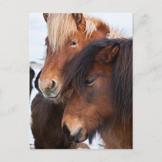Icelandic Horse during winter on Iceland Briefkaart (Voorkant)