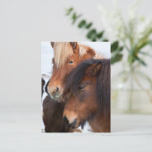 Icelandic Horse during winter on Iceland Briefkaart (Staand voorkant)