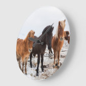 Icelandic Horse during winter on Iceland Grote Klok (Hoek)