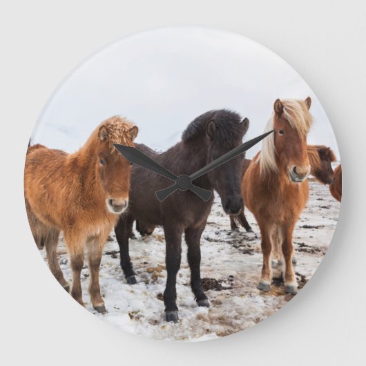 Icelandic Horse during winter on Iceland Grote Klok (Voorkant)