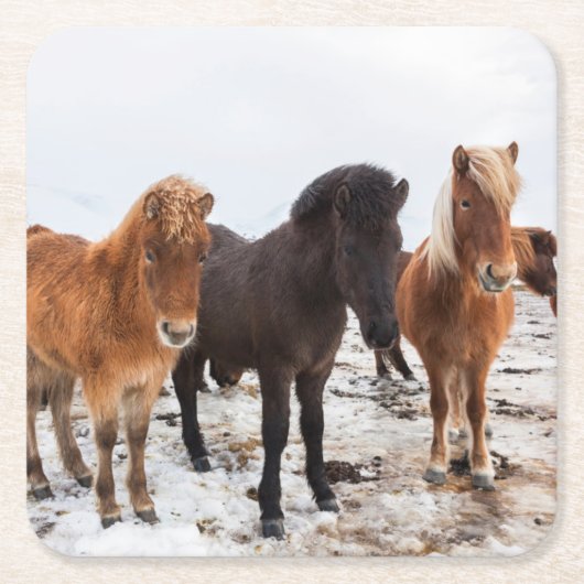 Icelandic Horse during winter on Iceland Kartonnen Onderzetters (Voorkant)
