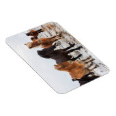 Icelandic Horse during winter on Iceland Magneet (Rechterzijde)