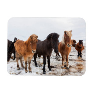 Icelandic Horse during winter on Iceland Magneet