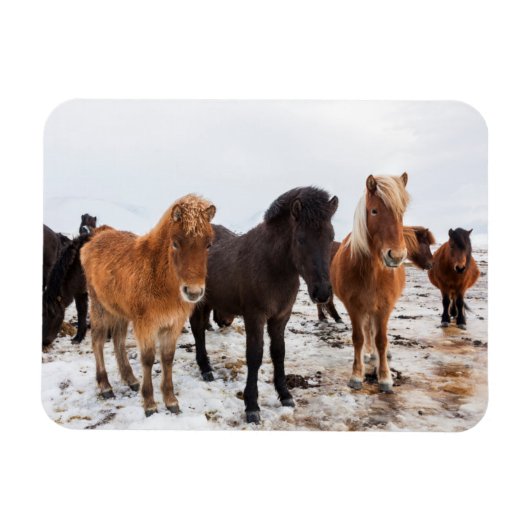 Icelandic Horse during winter on Iceland Magneet (Horizontaal)