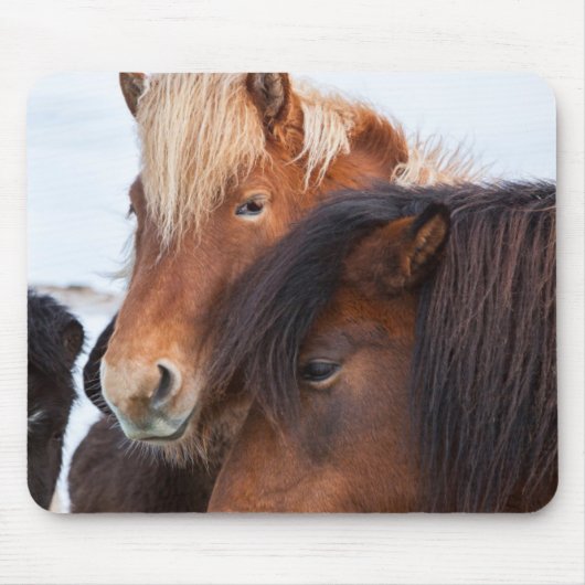 Icelandic Horse during winter on Iceland Muismat (Voorkant)