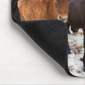 Icelandic Horse during winter on Iceland Muismat (Hoek)