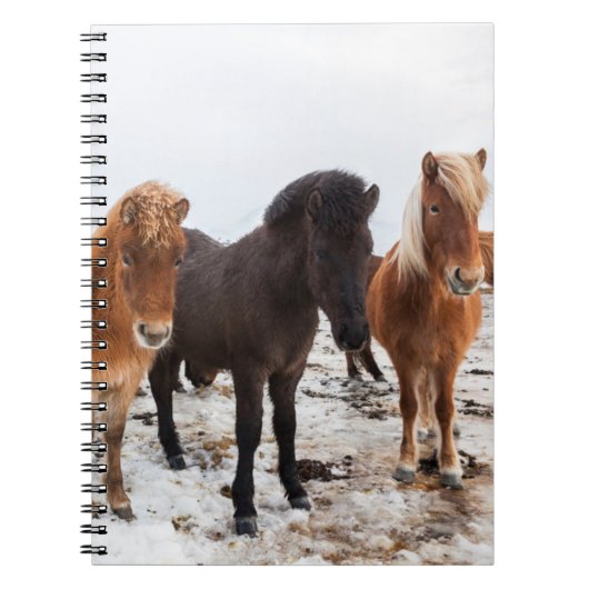 Icelandic Horse during winter on Iceland Notitieboek (Voorkant)