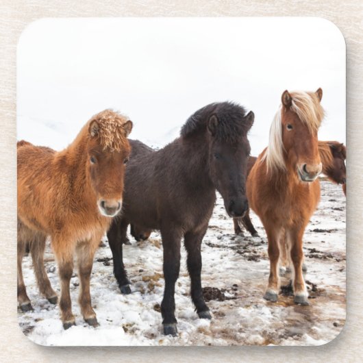 Icelandic Horse during winter on Iceland Onderzetter (Voorkant)