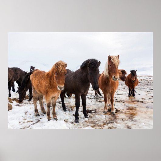 Icelandic Horse during winter on Iceland Poster (Voorkant)