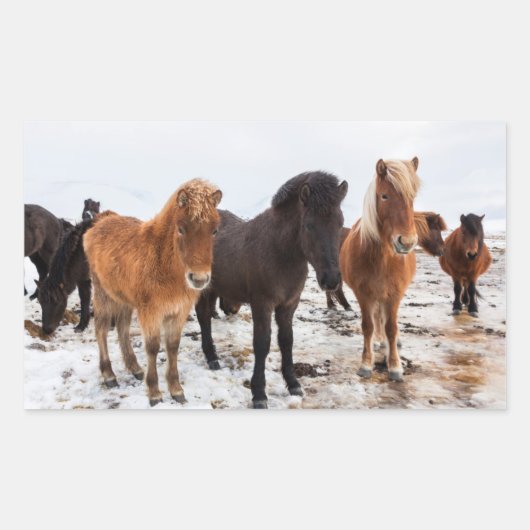Icelandic Horse during winter on Iceland Rechthoekige Sticker (Voorkant)