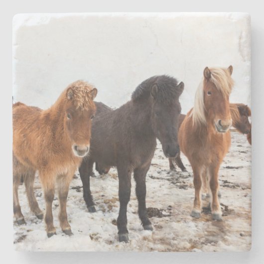 Icelandic Horse during winter on Iceland Stenen Onderzetter (Voorkant)
