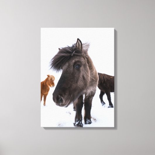 Icelandic Horse Portrait, Iceland Canvas Afdruk (Voorkant)